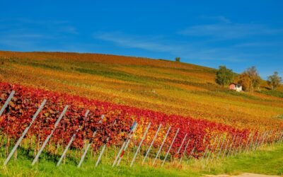 Les meilleurs domaines viticoles de la région de Provence