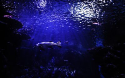 Les meilleurs spots pour faire de la plongée sous-marine sur la côte méditerranéenne
