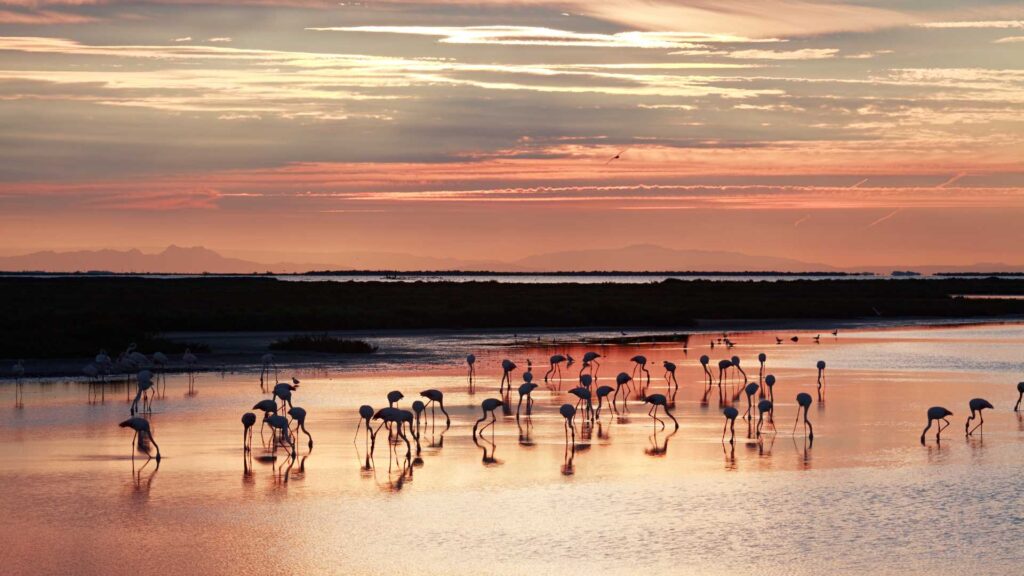 Camargue 