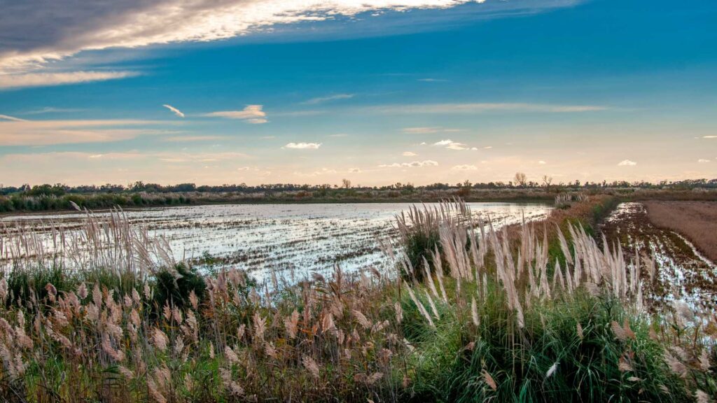 Camargue 
