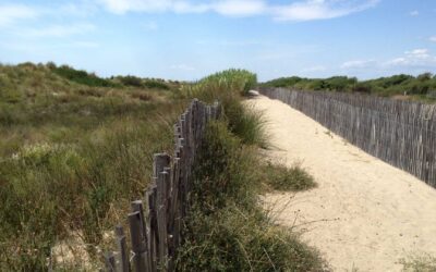 Les trésors cachés de la Camargue : balade à cheval, observation des flamants roses, etc.