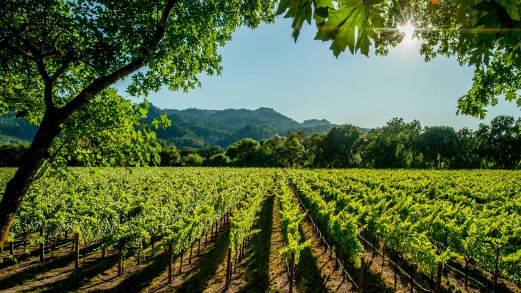 Vignoble