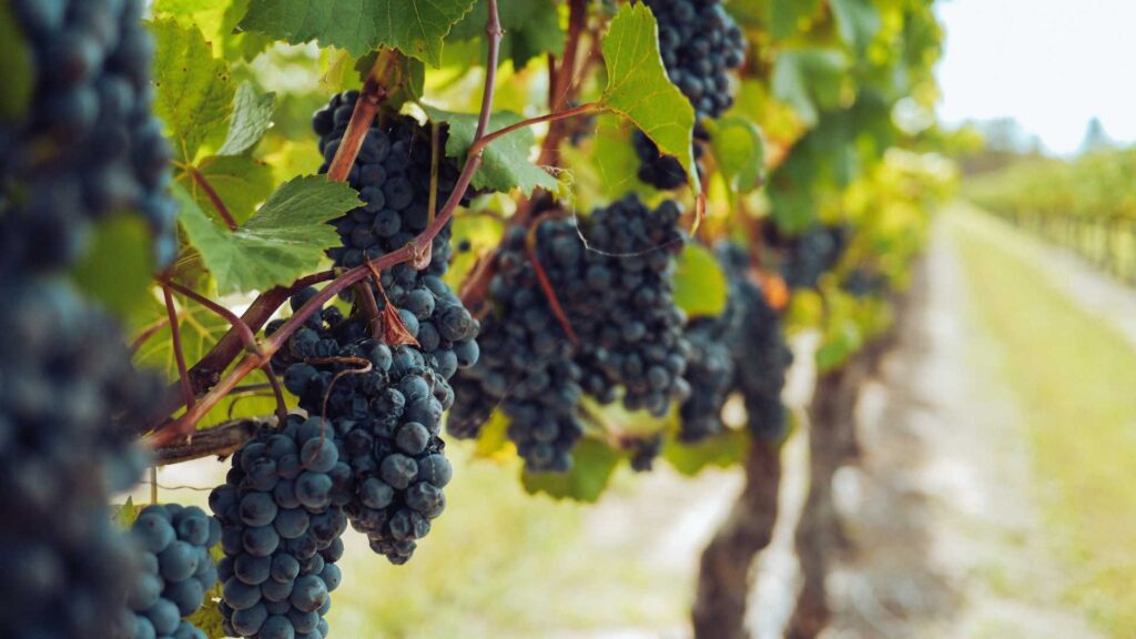 Vignoble