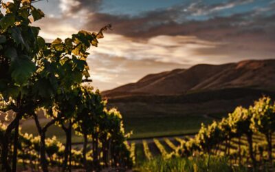 Les vignobles du sud de la France à visiter pour déguster les meilleurs vins