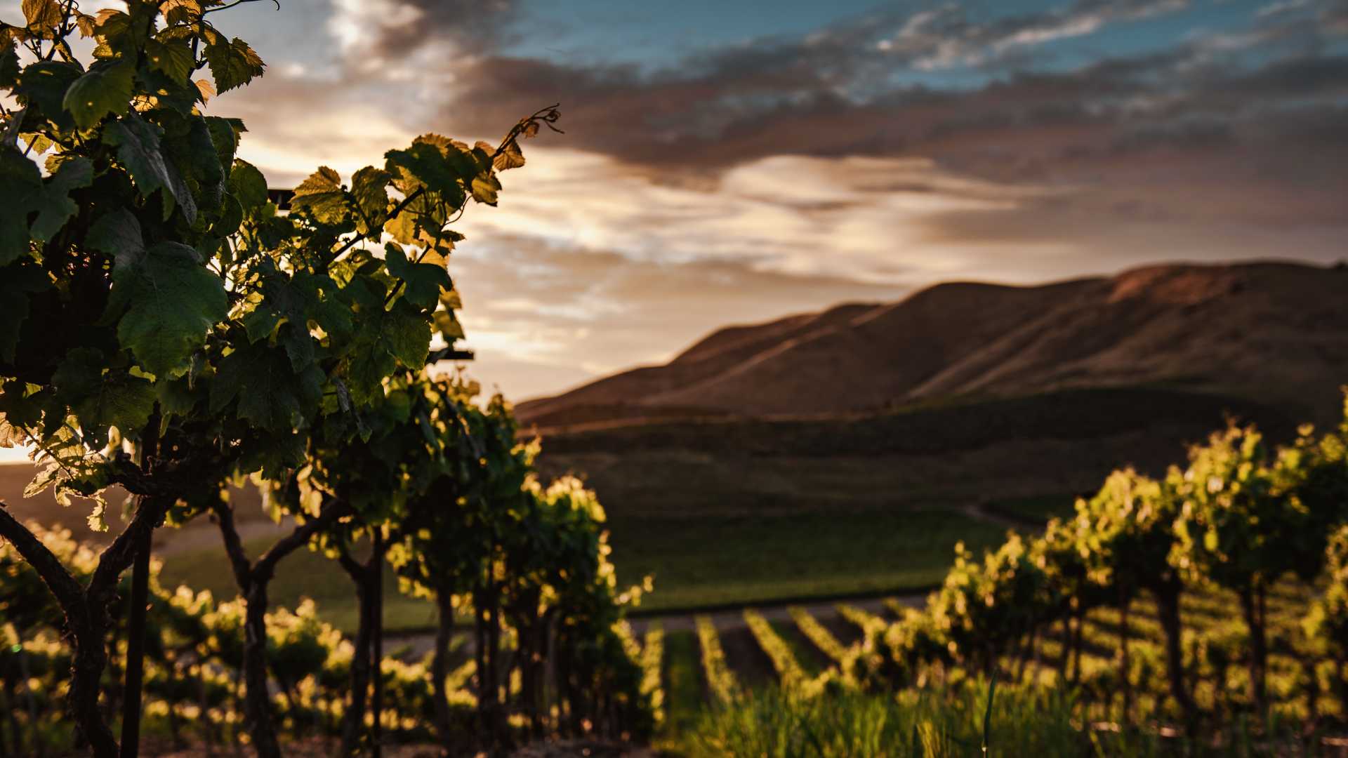 Les vignobles du sud de la France à visiter pour déguster les meilleurs vins